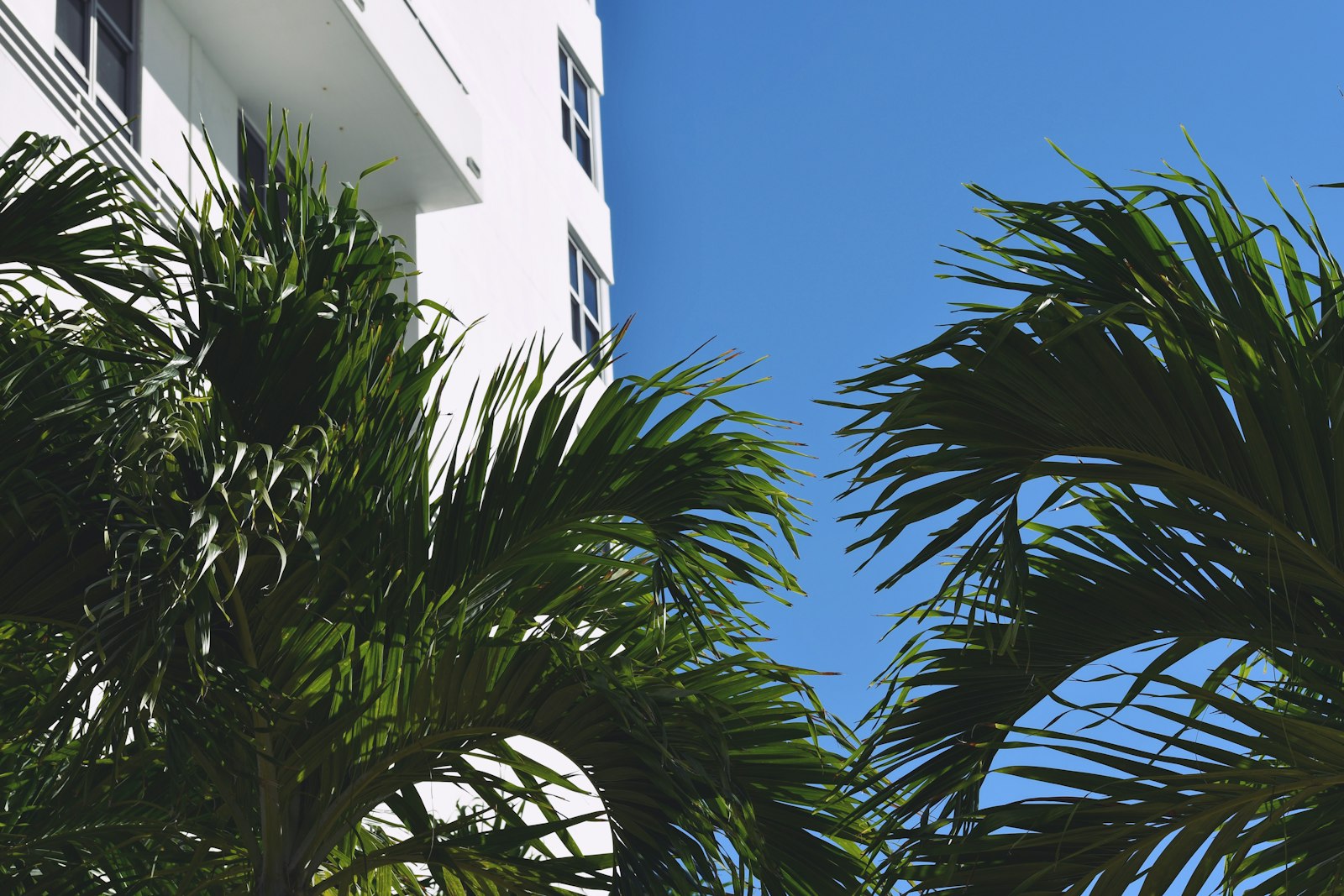 a tall white building sitting next to palm trees
